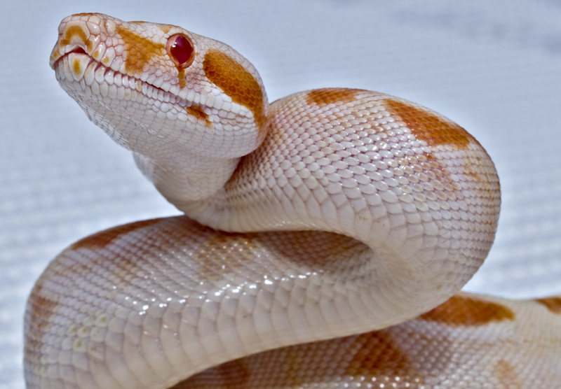 Sunglow female