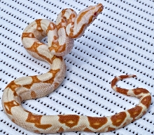 Sunglow female