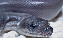 Super motley Boa