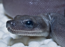 Super motley Boa
