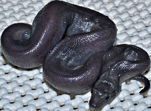 Super motley Boa