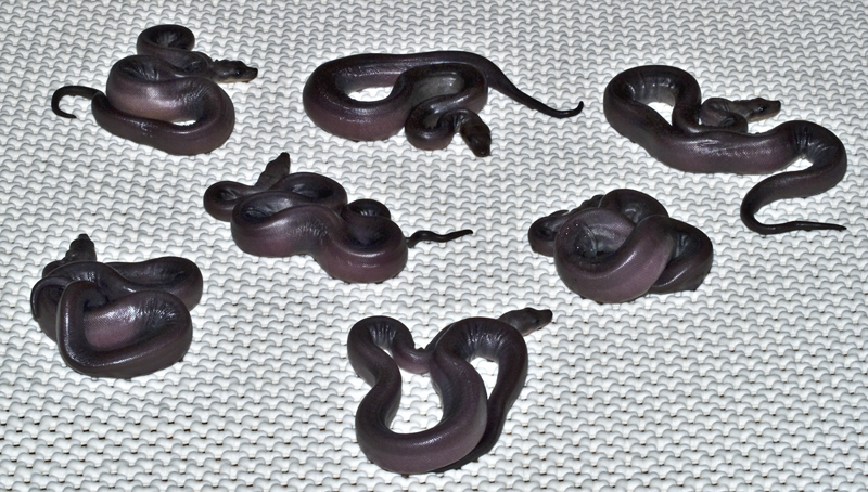 Super motley Boa