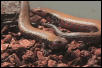 African fire skinks