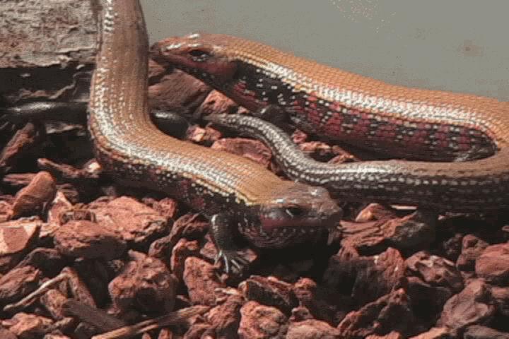 African fire skinks