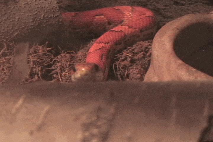 Female hypo corn snake