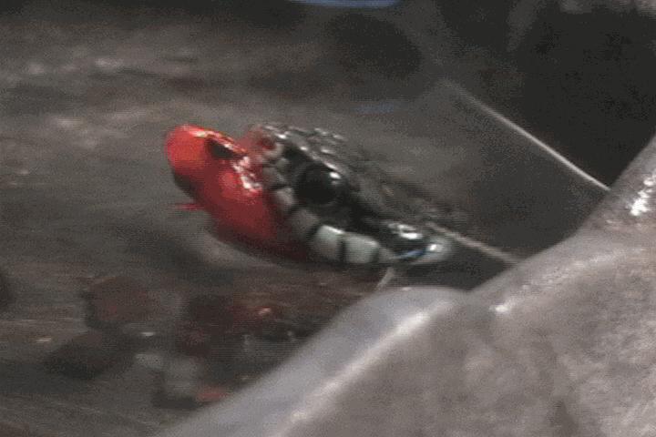 A garter and a fish