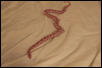 Male amelanistic corn snake