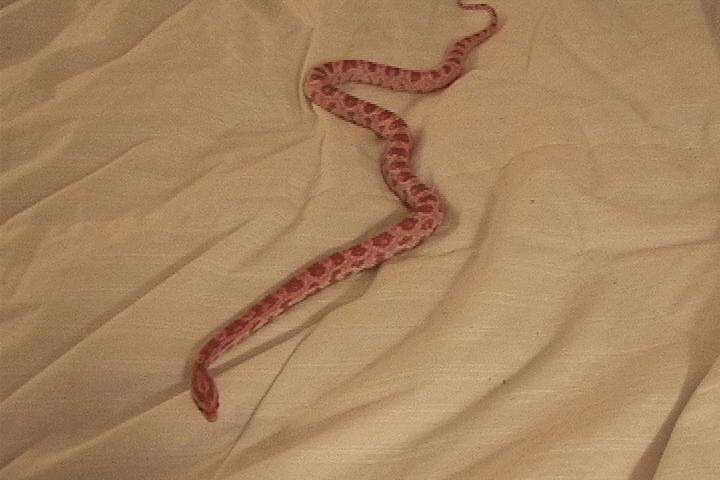 Male amelanistic corn snake