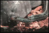 Blue striped garter