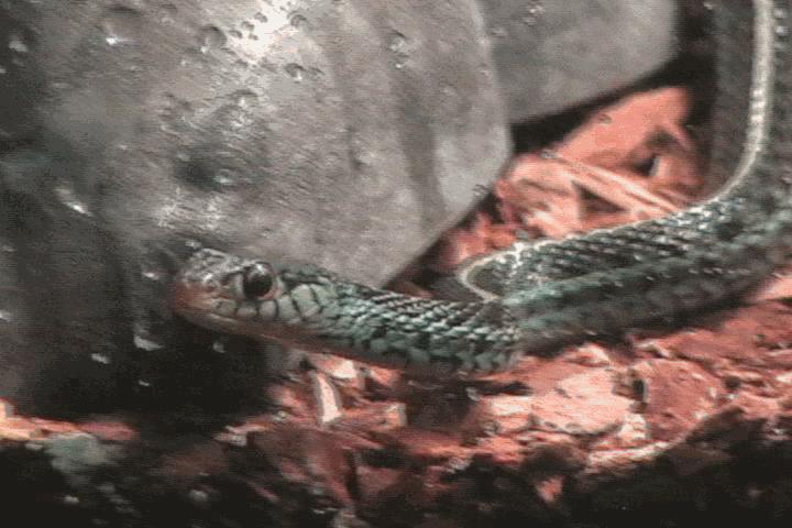 Blue striped garter