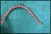 Male amelanistic corn snake