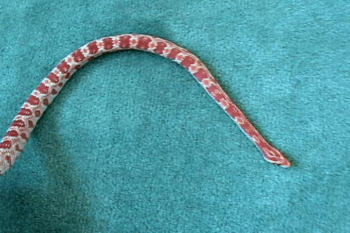 Male amelanistic corn snake