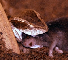 Calloselasma rhodostoma