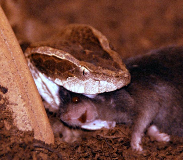 Calloselasma rhodostoma