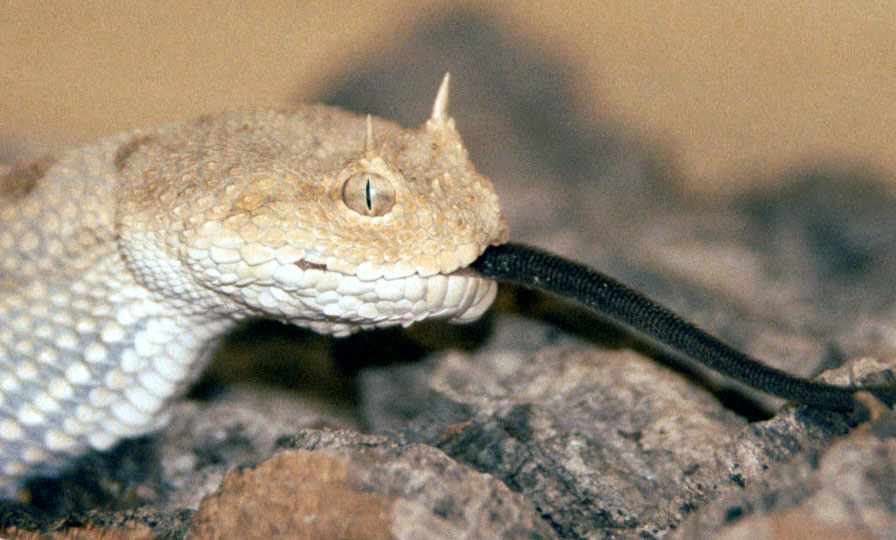 Cerastes cerastes