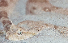 Cerastes cerastes