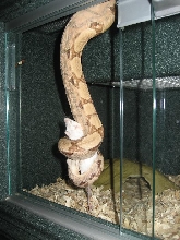 Hypo Boa Noose