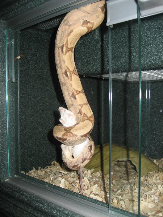 Hypo Boa Noose