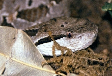 Atropoides nummifer