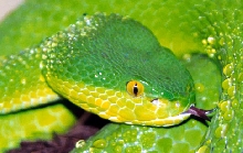 Trimeresurus albolabris