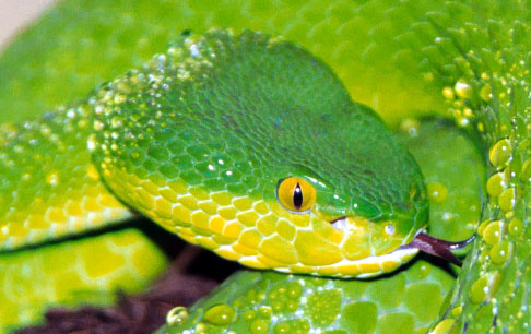 Trimeresurus albolabris
