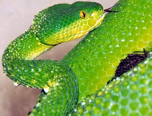 Trimeresurus albolabris