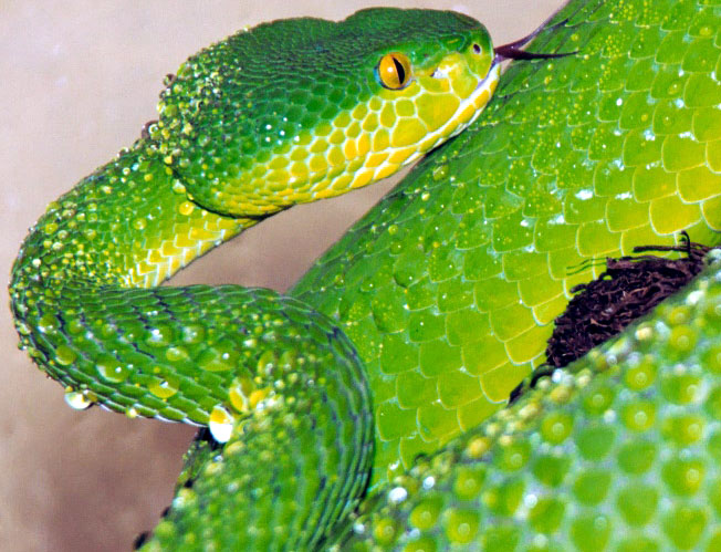 Trimeresurus albolabris