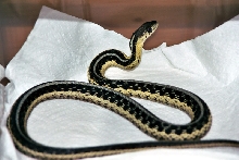 Thamnophis sirtalis sirtalis