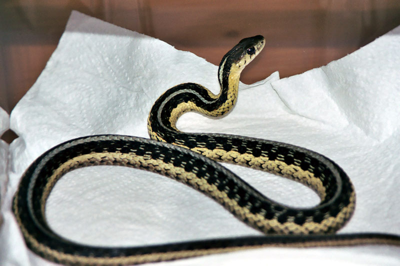 Thamnophis sirtalis sirtalis