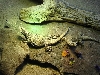 yearling granite chucks
