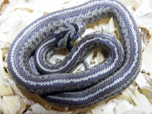 2011 situla