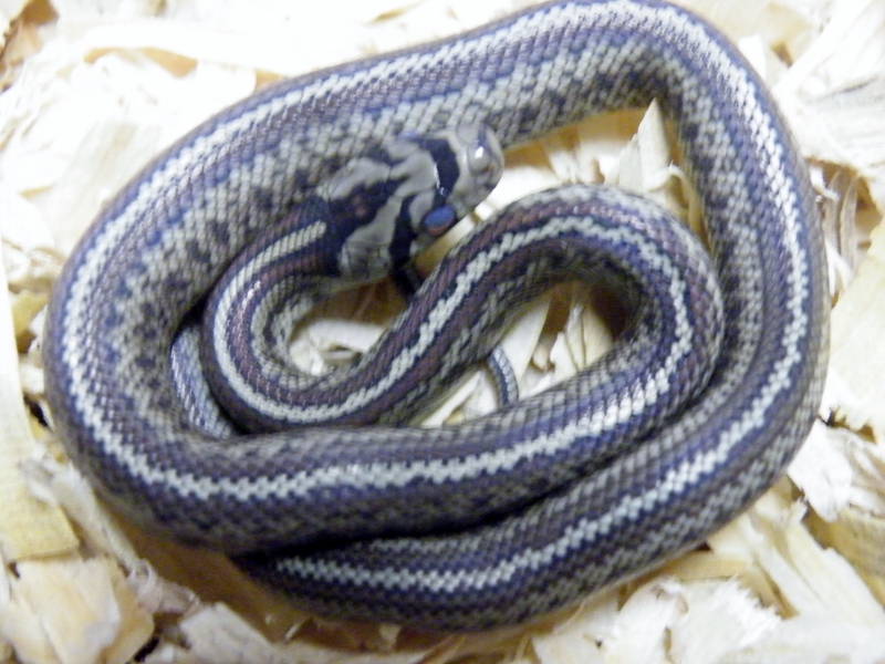 2011 situla