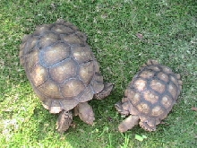 Max and Ernie