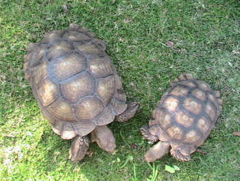 Max and Ernie