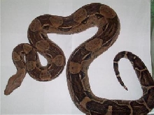Anerythristic Red Tail Female