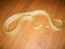 hypo