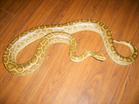 hypo