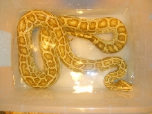 HYPO