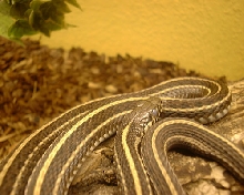 Thamnophis radix