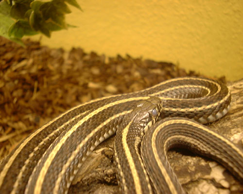 Thamnophis radix