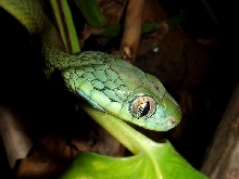 Boiga cyanea