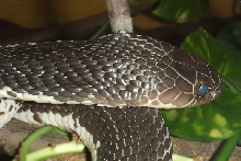 Naja siamensis