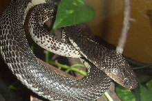 Naja siamensis