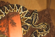 Crotalus simus simus (C. d. durissus)