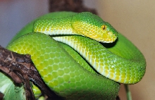 Trimeresurus albolabris