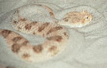 Cerastes cerastes