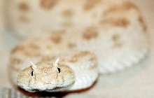 Cerastes cerastes