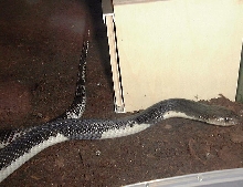 Naja siamensis