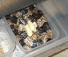 Female Anrey Hondo 08' Clutch
