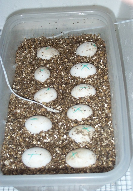 RES eggs